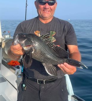 Sea Bass caught in New Jersey waters